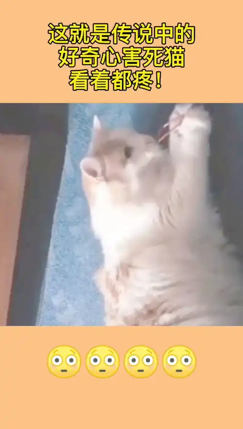 这就是传说中的,好奇心害死猫,看着都疼