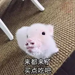 母猪图片表情包减肥