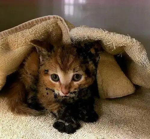 5周大的小橘猫遭遇大火,劫后重生尽显温柔,紧紧抱住男子求收养
