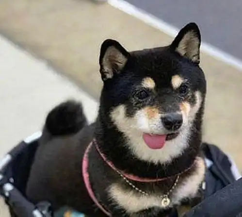 柴犬年老掉牙却成为表情包,主人每日悉心照料,只为给爱犬养老