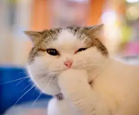 被小猫抓伤男子高烧一个月猫抓病秋冬季高发
