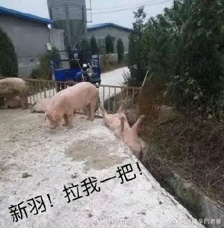 私信图发不出去了,视频里的表情包都发动态里了,需要的自取,还有几张没发,过不了审