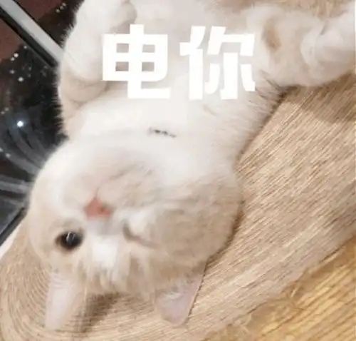 搞笑的猫咪表情包31张,拿去折腾男朋友吧