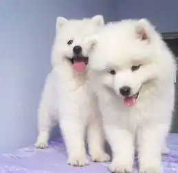 萨摩耶幼犬图片