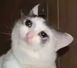 表情包小猫咪你哭啥