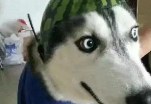 如果你讨厌一个人,就送他一只哈士奇吧