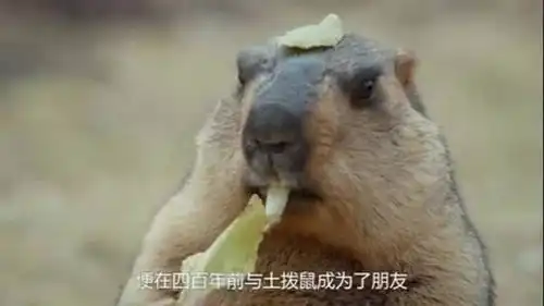 四川被遗忘的香格里拉,有群土拨鼠在等着你