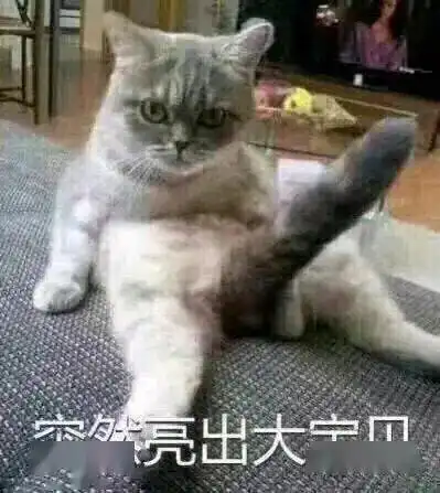 是时候亮出我喵大宝贝了,没有在ghs第92期表情包