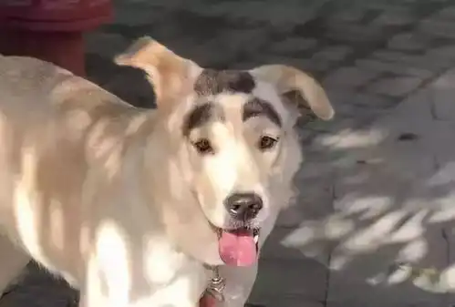 萌宠可爱的狗狗们天生的自带萌点