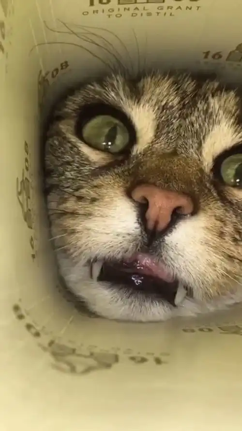 好奇害死猫,此言不假
