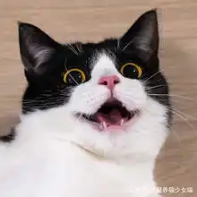 影帝级别的牛奶猫,两只圆圆的大眼睛,随手照一张都是表情包