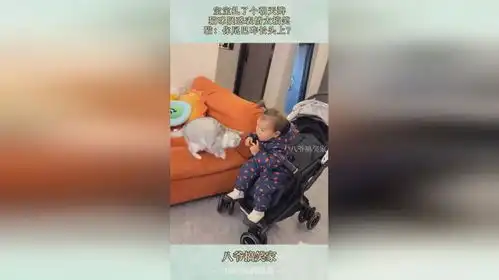 宝宝扎了个朝天辫,猫咪疑惑表情太搞笑,猫你尾巴咋长头上