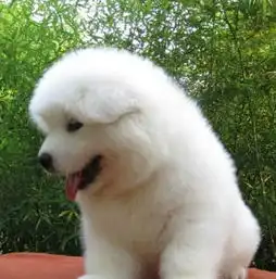萨摩犬金毛犬松狮犬博美犬哈士奇拉布拉多