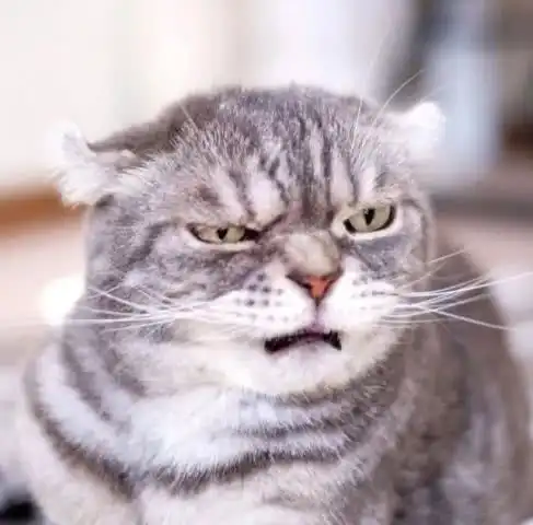 猫咪天生表情不高兴,被打扮成萝莉后一脸丧气