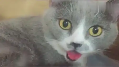 初次生孩子,猫咪妈妈表情无比开心