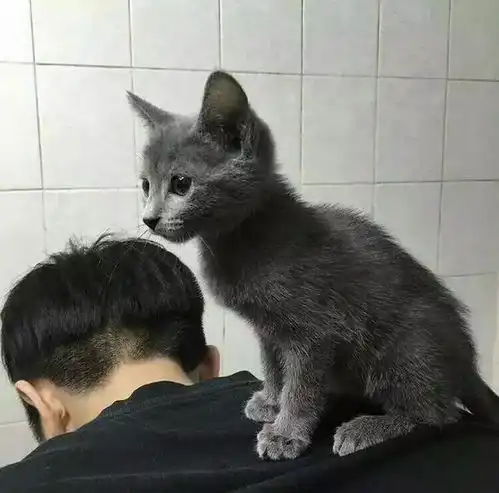 猫咪为什么更喜欢男生其实隐藏了这几个原因