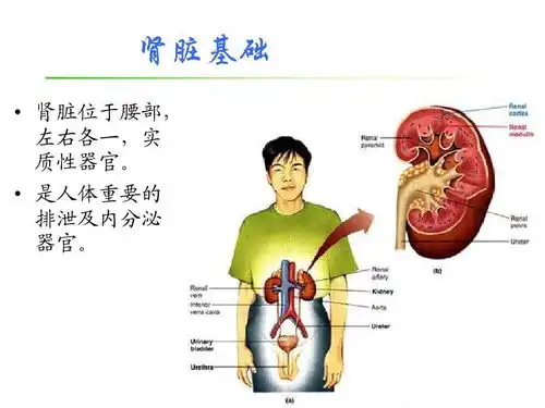 健康的肾有哪些功能肾虚该怎么办如何科学补肾