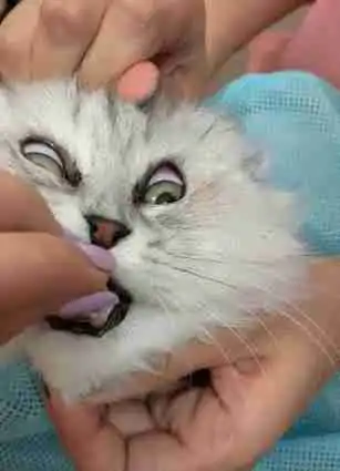主人抓着猫咪的头,强制喂下驱虫药,猫咪表情笑喷