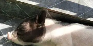 高校女生寝室养猪被通报猪已送至农场