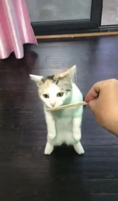 猫吃到冰棍,猫玩意真好吃