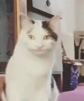假笑男孩猫咪版表情包