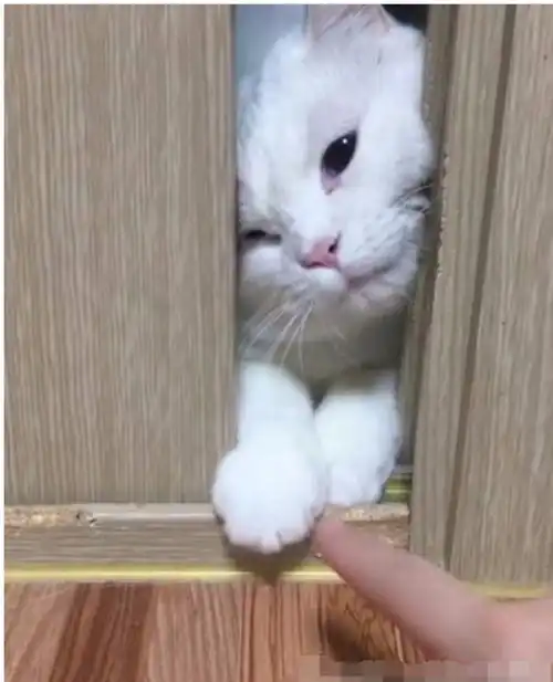 猫咪想进主人卧室,大脑袋被卡在门口,委屈表情把主人逗笑了