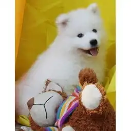纯种微笑天使萨摩耶幼犬赛级犬后代保健康可视频签协议