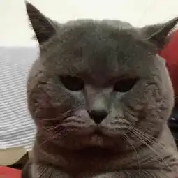出售蓝色英国短毛猫