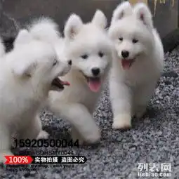 犬舍直销精品萨摩耶幼犬赛级犬证书芯片齐全可签订协议