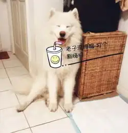 男生抱萨摩耶头像撒娇