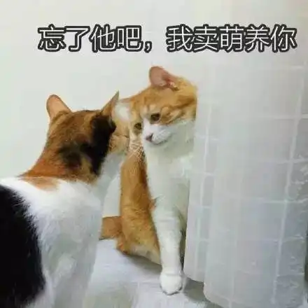 猫咪表情包,猫奴必备