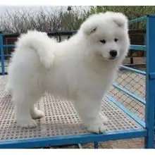 标题杭州哪里有正规的狗场出售萨摩耶犬杭州那些狗场的萨摩耶狗价格实惠包健康售后保障好
