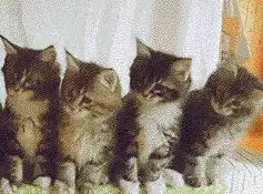 猫猫头表情包抖音