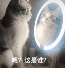 猫咪第一次见到化妆镜,好奇的模样使主人哭笑不得,网友好可爱