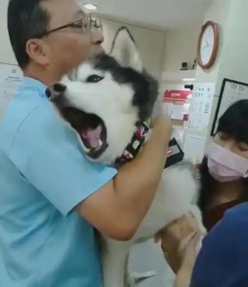 带二哈去打针,疼的嗷嗷叫的二哈立马表情帝上线,主人很尴尬