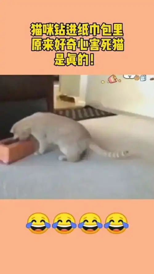 猫咪钻进纸巾包里,原来好奇心害死猫,是真的