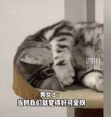两只猫跑酷,无意击中男主人要害,猫危