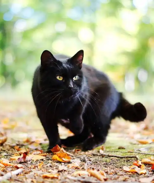 黑猫