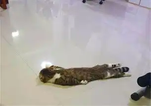 主人打开地暖,猫咪立刻瘫倒在地,展现液体本质