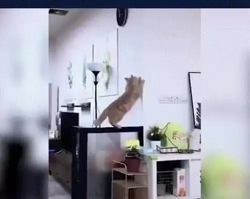 猫咪的好奇心到底有多重网友真是现实版好奇害死猫