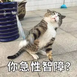 中国虎斑猫惊呆表情火到国外,笑到你憋出内伤