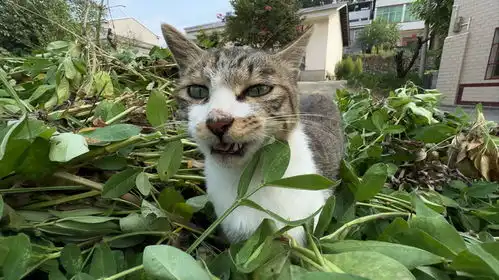 一只猫听懂了人话,动作表情太逗了