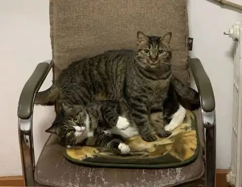 猫屎盆如何成为一口好缸