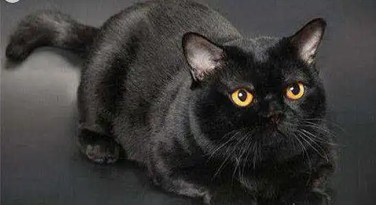 5种不同的黑猫,你都知道吗孟买猫是个小黑豹