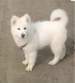 图片上的狗萨摩耶还是阿拉斯加还是串串如何分辨