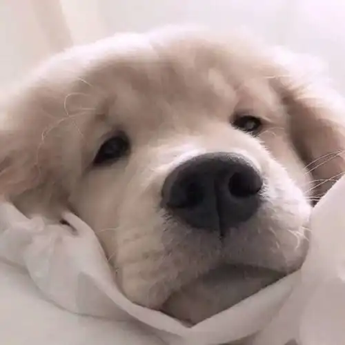 动物头像第10期柴犬微笑可爱头像,看什么看,狗狗也是会害羞的