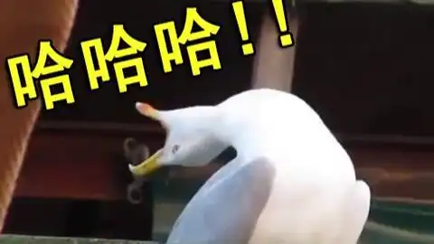 笑出鹅叫声表情包女的锯