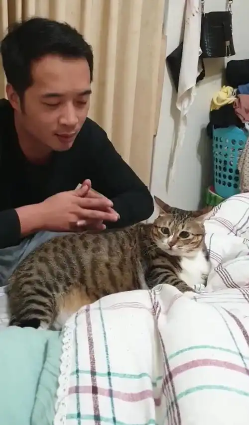男友不喜欢猫,相处一段时间后,男友蹲床边给猫按摩,网友真香