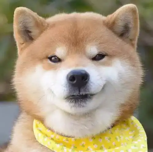 柴犬嫌弃的表情包哈士奇