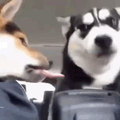 当二哈遇到暗恋自己已久的柴犬,都快要被逼疯了
